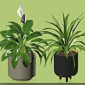 Potted Plants With White Flower Broad Leaves In Light Gray Textured And Black Wheeled Pots