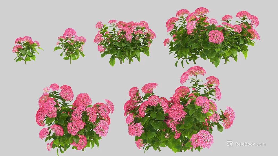 Vibrant Pink Flower Blooms With Lush Green Leaves In Fresh Garden Setting 3d model 