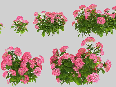 Vibrant Pink Flower Blooms With Lush Green Leaves In Fresh Garden Setting 3d model