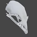 Detailed White Bird Skull Isolated On Dark Background With Intricate Features 3d model