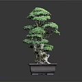 Bonsai Pine Tree with Lush Green Foliage Exposed Roots Artistically Shaped Branches in Rectangular Container