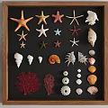 Nautical Decorative Ornament Set With Starfish Seashells Corals On Wooden Shelves And Frame