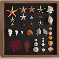 Modern Shell Conch Coral Specimen Marine Specimen Specimen Wall Display Wall Specimen Decoration Wall Hanging 3d model