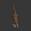 Komodo Dragon With Brown Skin Sticking Out Tongue And Stones On Dark Background
