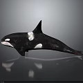 Black And White Orca Whale With Dorsal Fin Swimming Pose On Gray Reflective Surface