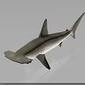 Hammerhead Shark Model With Light Colored Body And Hammer Shaped Head On Dark Background