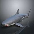 3D Shark Model Featuring Gray Body Open Mouth Sharp Teeth And Reflection On Dark Background 3d model
