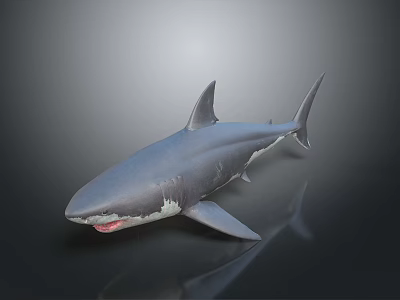Realistic Style Great White Shark Great White Shark Shark Marine Life Fin Teeth Tail Fin Side View Fish Freshwater Fish Sea Fish Animal Game Animal 3d model