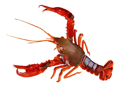 Vibrant Red Reptile With Large Claws And Segmented Body On White Background 3d model