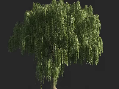 Weeping Willow Tree With Lush Green Foliage And Drooping Branches In Natural View 3d model