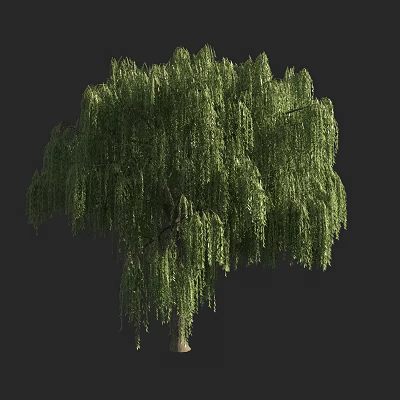 Weeping Willow Tree With Lush Green Foliage And Drooping Branches In Natural View 3d model