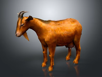 Realistic Brown Goat Standing with Horns on Gray Background with Reflection 3d model