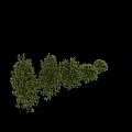 Various Sizes And Types Of Arbor Trees With Lush Green Foliage And Distinct Crown Shapes
