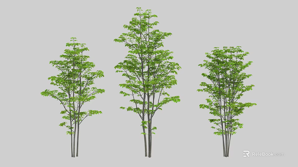 Three Green Arbor Trees With Lush Foliage And Different Trunk Structures 3d model