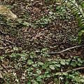 Green Herbaceous Plants Thriving With Large Round Leaves On Forest Floor
