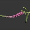 Long Curved Green To Pink Flower With Small Buds Green Leaves On Dark Background Reflection