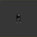 Realistic 3D Wolf Model With Gray Fur And White Markings Standing On Gray Background
