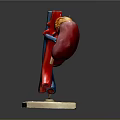 Human Brain Anatomical Model With Colorful Vascular Structure And Stable Base Stand 3d model