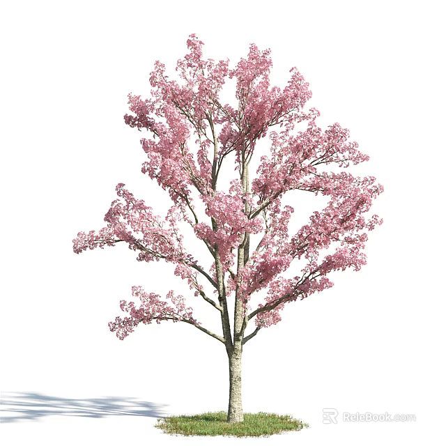 Beautiful Blooming Tree With Pink Flowers And Lush Branches In Spring 3d model 