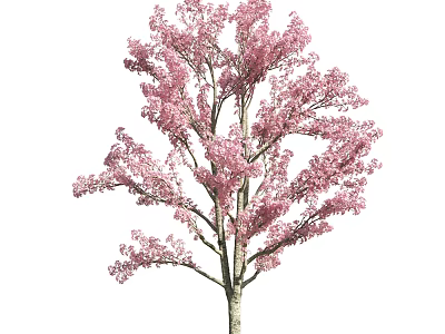 Beautiful Blooming Tree With Pink Flowers And Lush Branches In Spring 3d model