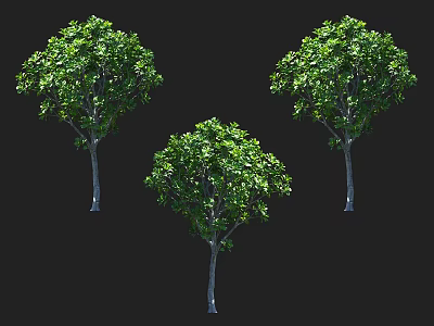 Three Lush Green Arbor Trees With Dense Foliage And Healthy Trunks 3d model