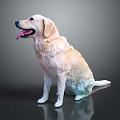 Shiny Yellow Labrador Dog Sitting on Dark Background with Tongue Out