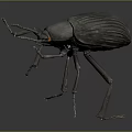 Dark Colored Beetle Model With Long Antennae Textured Body And Long Legs On Gray Background