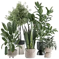 Green Garden Decor Plants With Various Sizes Different Leaf Shapes And White Black Beige Pots