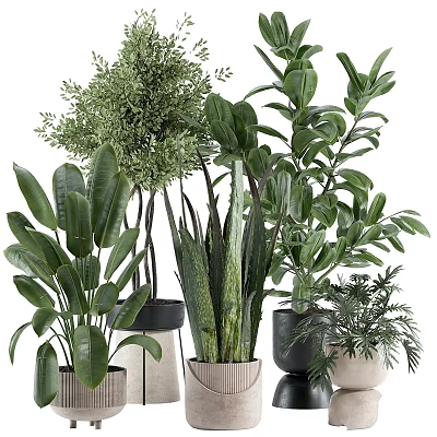 Green Garden Decor Plants With Various Sizes Different Leaf Shapes And White Black Beige Pots 3d model