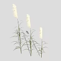 Three Tall Slender White Spike Plants With Green Leaves Against Light Gray Background