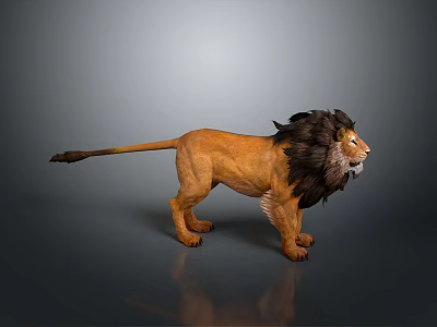 Majestic Brown Lion With Black Mane Standing On Gray Background With Reflection 3d model