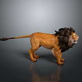Majestic Brown Lion With Black Mane Standing On Gray Background With Reflection