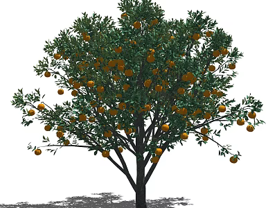 Lush Tree with Abundant Ripe Oranges and Green Leaves on Branches 3d model