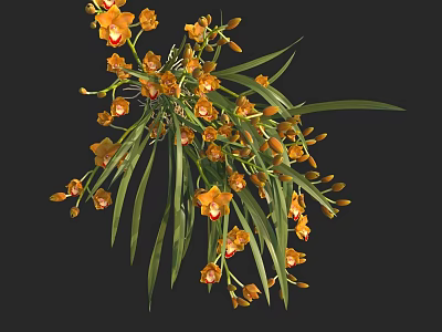 Beautiful Yellow Orchid Flowers With Long Green Leaves Blooming On Dark Background 3d model