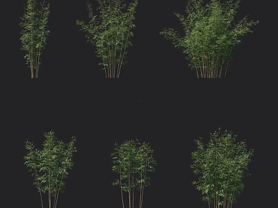 Six Groups of Bamboo with Different Forms Various Heights and Dense Levels on Black Background 3d model