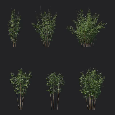 Six Groups of Bamboo with Different Forms Various Heights and Dense Levels on Black Background 3d model