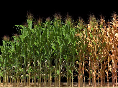 Rows of Green and Yellow Corn Plants Standing Against Black Background 3d model