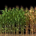 Rows of Green and Yellow Corn Plants Standing Against Black Background