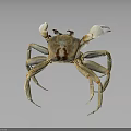 Light Brown Crab With White Claws And Long Legs On Dark Reflective Background