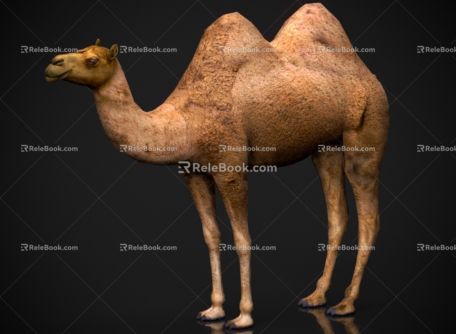 Animal beast desert camel 3d model