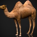 Animal beast desert camel 3d model