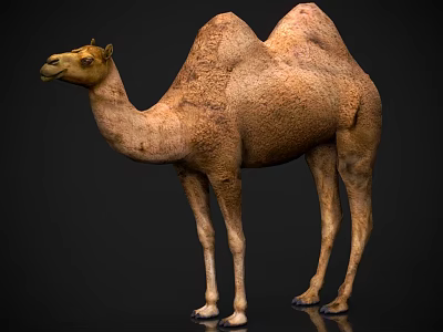 Realistic 3D Rendered Bactrian Camel Standing With Brown Fur On Dark Background 3d model