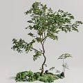 arbor landscape tree 3d model