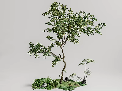 Lush Arbor With Curved Trunk Green Leaves And Small Ferns Stones In Natural Garden 3d model