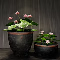 Beautiful Lotus Flowers With Leaves In Dark Clay Pots Against Vertical Striped Wall