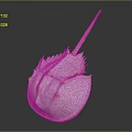 Horseshoe Crab With Pale White Hard Carapace And Long Tail Spine Structure