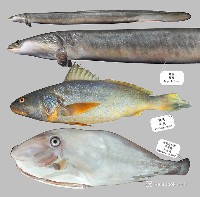 Different Aquatic Fish Species Showcasing Labeled Names On 3d model 