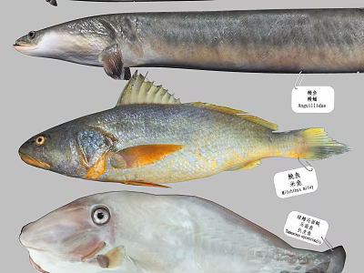 Different Aquatic Fish Species Showcasing Labeled Names On 3d model