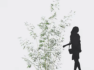 Bamboo Plants With A Woman's Silhouette In Simple Background 3d model