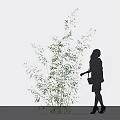 Bamboo Plants With A Woman's Silhouette In Simple Background